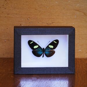 Cadre Heliconius sara