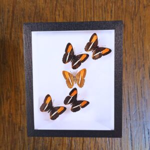 Cadre Adelpha cytherea