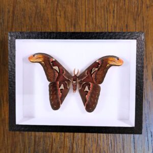 Cadre Attacus atlas