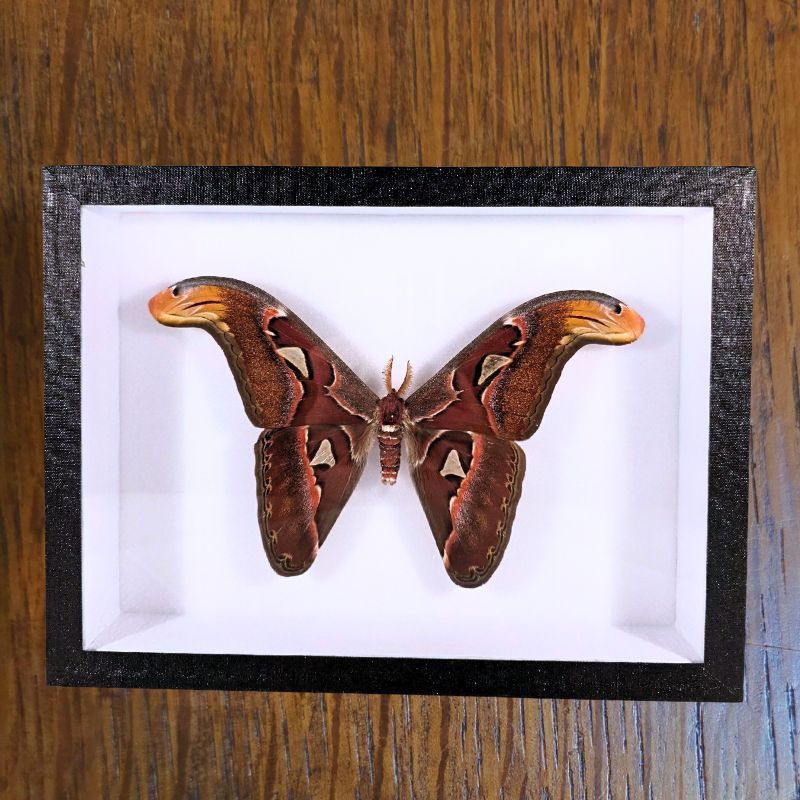 Cadre Attacus atlas