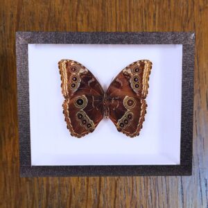 Cadre Morpho helenor