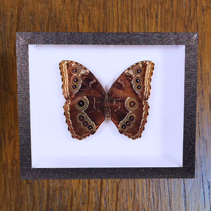 Cadre Morpho helenor