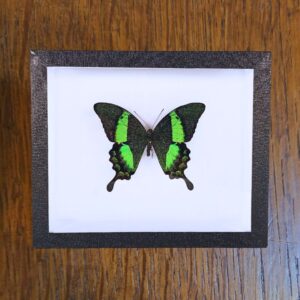 Cadre Papilio palinurus