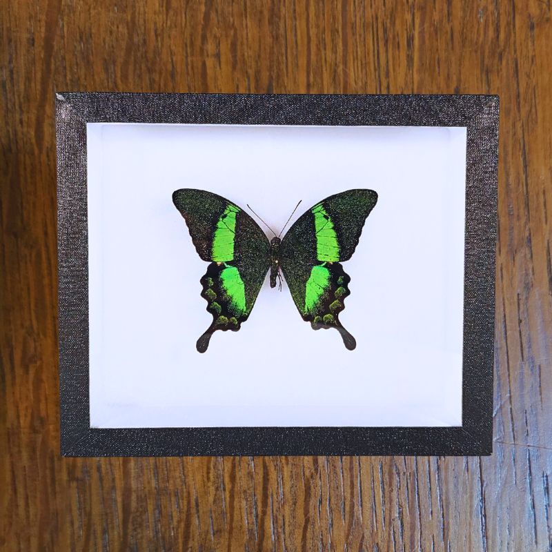 Cadre Papilio palinurus