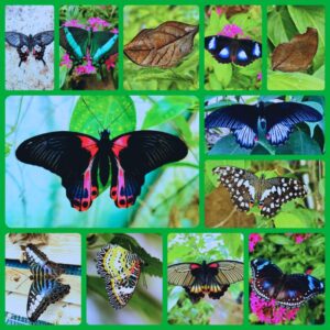 Mélange 25 chrysalides d'Asie