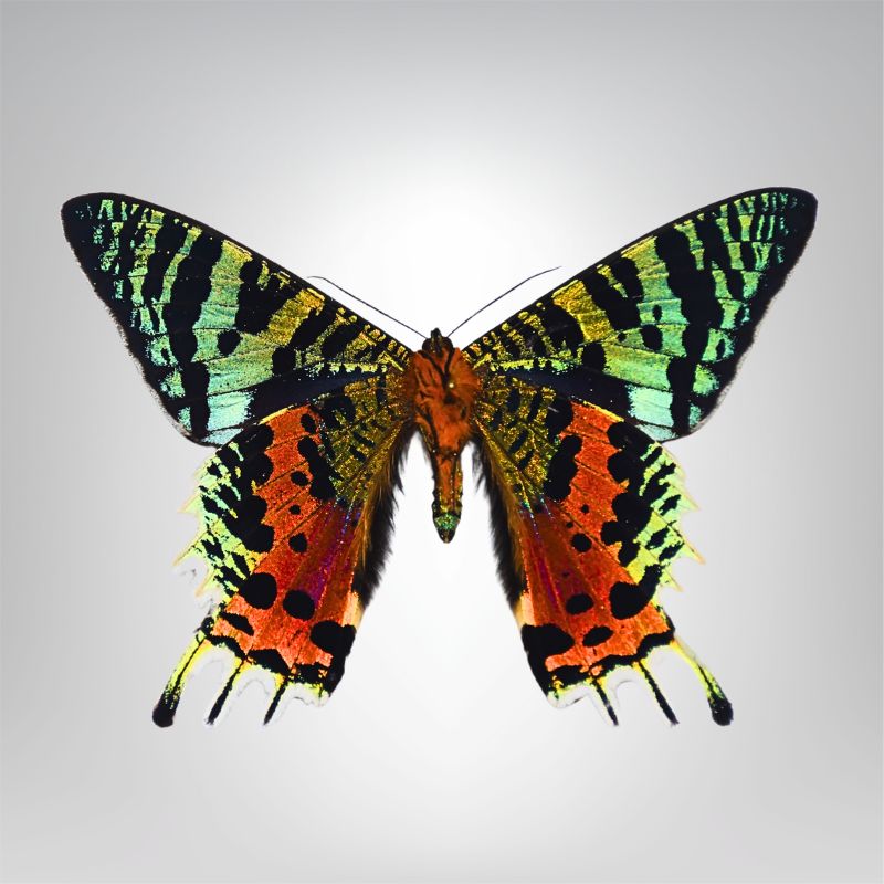 Chrysiridia ripheus naturalisé