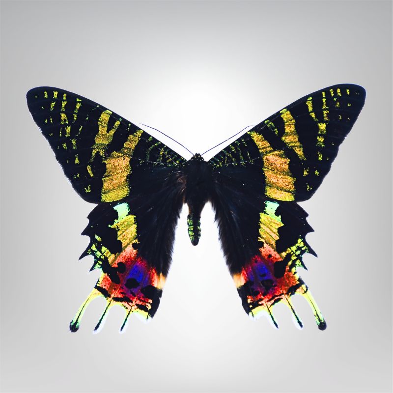 Chrysiridia ripheus naturalisé – Image 2