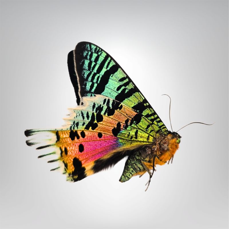 Chrysiridia ripheus naturalisé – Image 3
