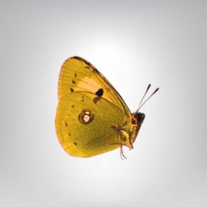 Colias crocea male naturalisé