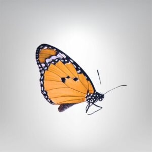 Danaus chrysippus naturalisé