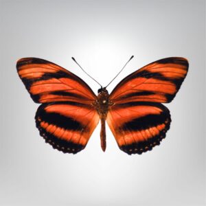 orange vif