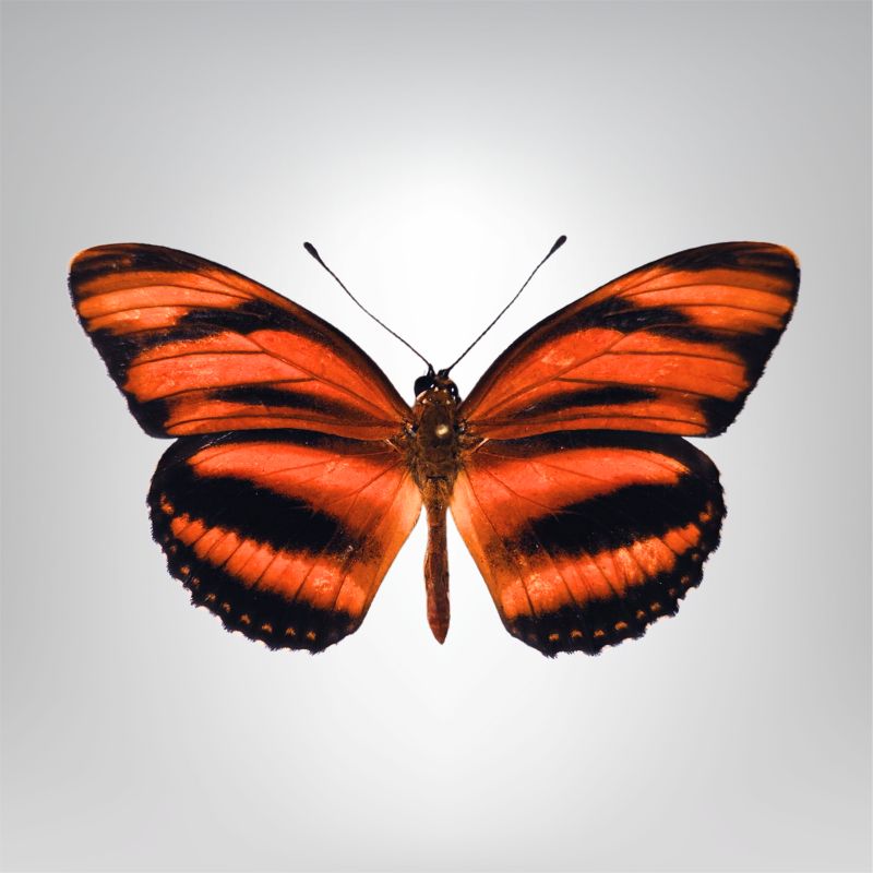 orange vif