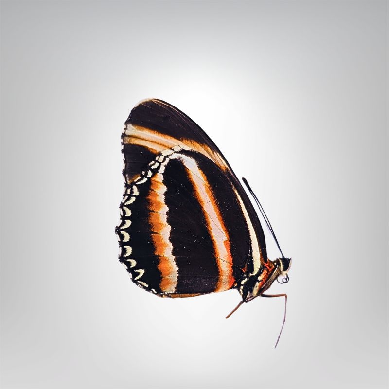 Dryadula phaetusa naturalisé – Image 3