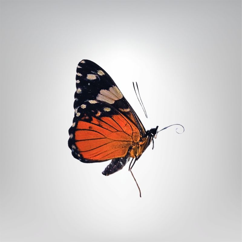 magnifique orange