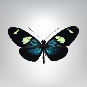Heliconius sara naturalisé