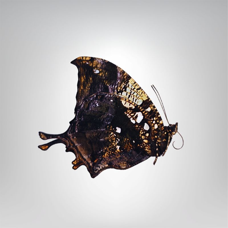 Hypna clitemnestra naturalisé – Image 3