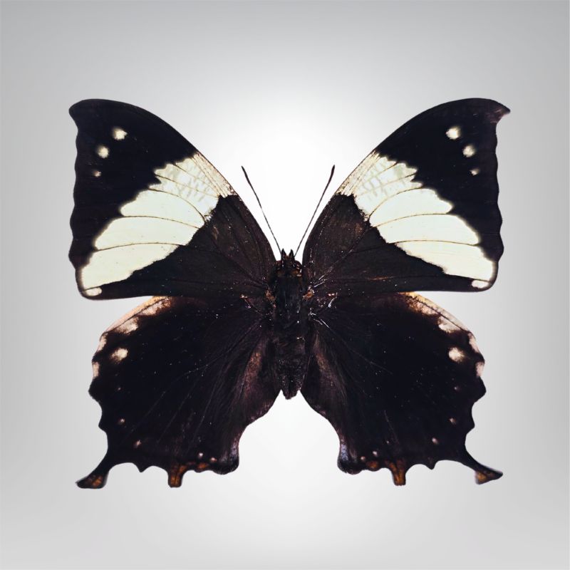Hypna clitemnestra naturalisé – Image 2