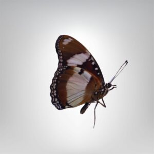 Hypolimnas misippus male naturalisé