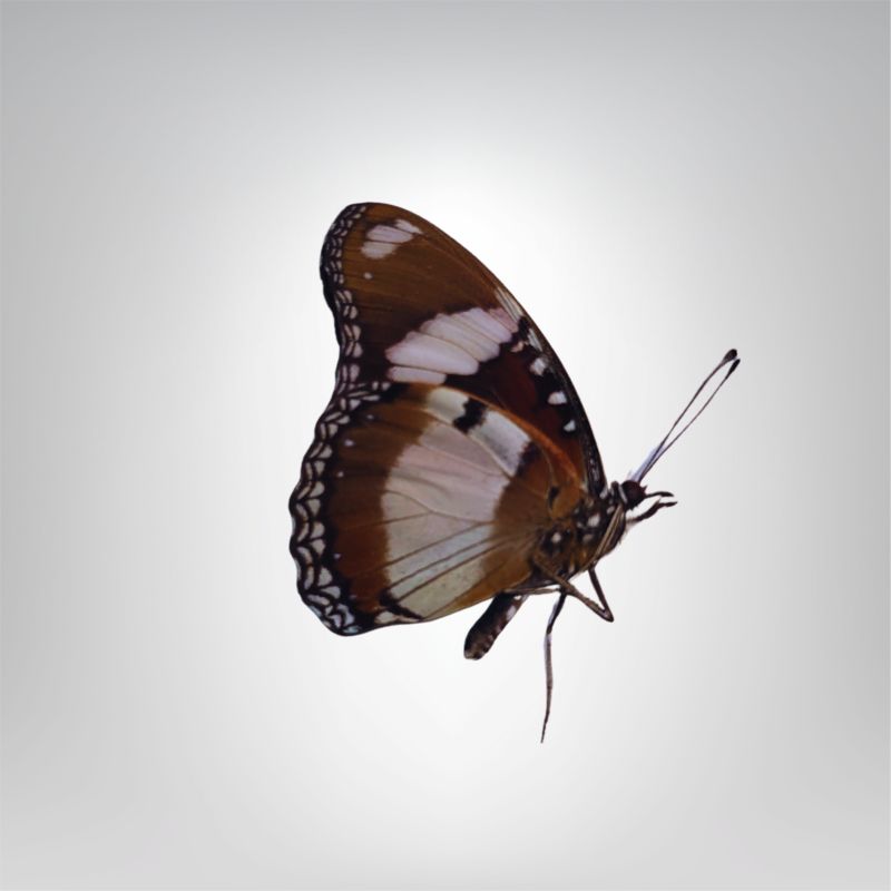 Hypolimnas misippus male naturalisé