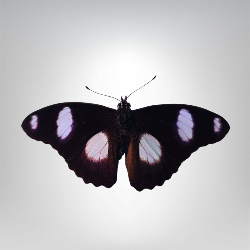 Hypolimnas misippus male naturalisé – Image 2