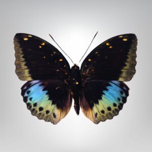 Lexias dirtea male naturalisé