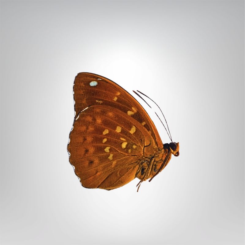 Lexias dirtea male naturalisé – Image 2