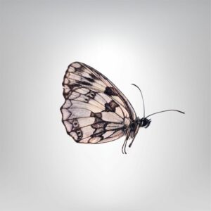 Melanargia galathea naturalisé