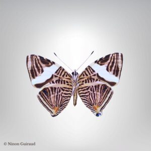 Colobura dirce naturalisé