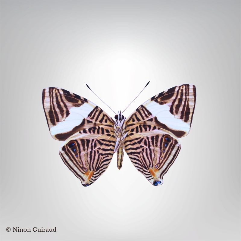 Colobura dirce naturalisé