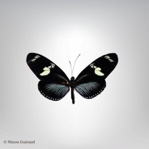 Heliconius doris bleu naturalisé