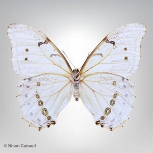 Morpho polyphemus naturalisé