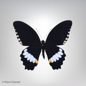 Papilio polytes Thaïlande naturalisé