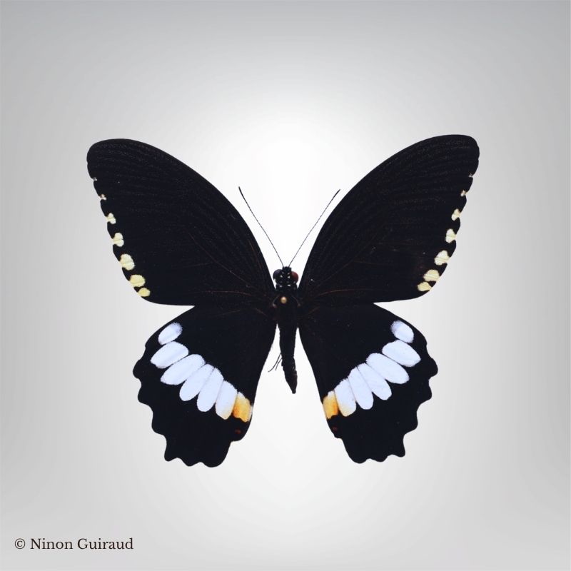 Papilio polytes Thaïlande naturalisé