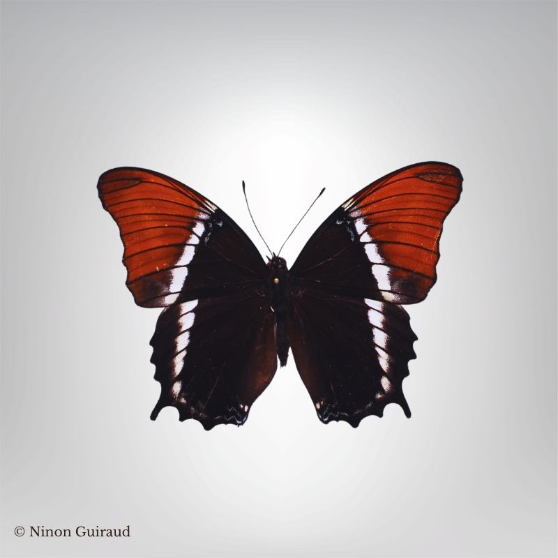 Siproeta epaphus naturalisé