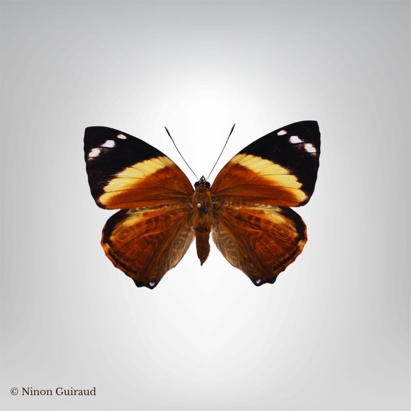 Smyrna blomfildia naturalisé – Image 2