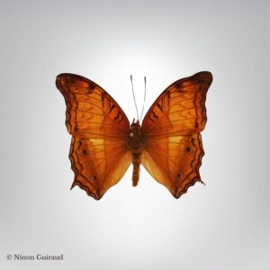 Vindula dejone male naturalisé