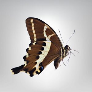 Papilio delalandei naturalisé