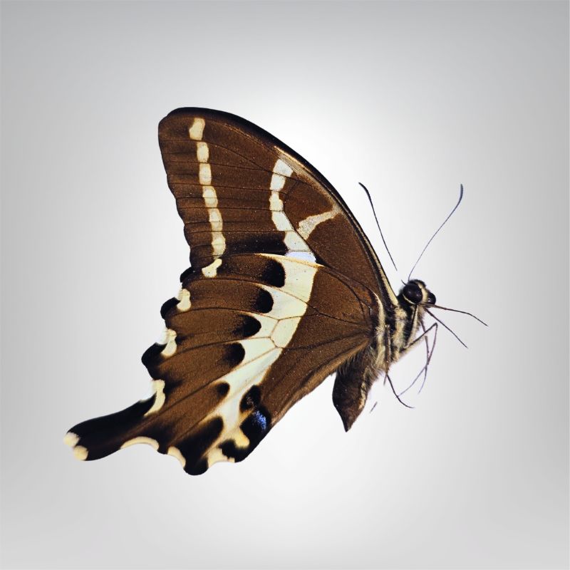 Papilio delalandei naturalisé