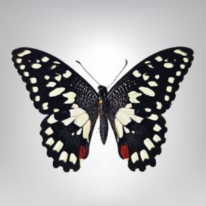 Papilio demoleus naturalisé