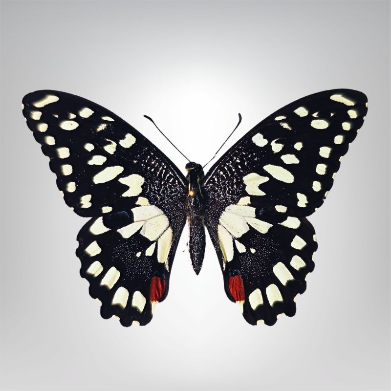 Papilio demoleus naturalisé
