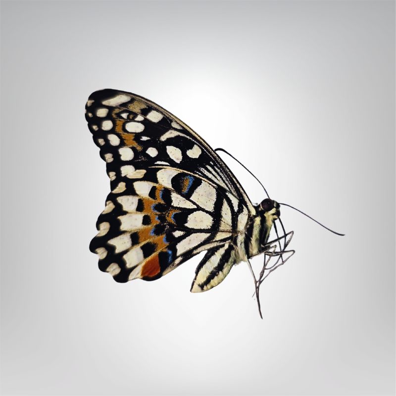 Papilio demoleus naturalisé – Image 2