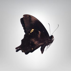 Papilio epiphorbas naturalisé