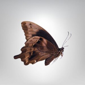 Papilio oribazus naturalisé
