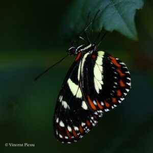 Chrysalide Heliconius atthis