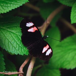 Heliconius melpomene