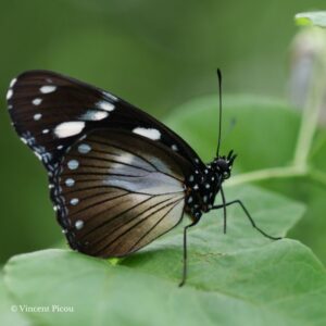 Chrysalide Hypolimnas anthedon