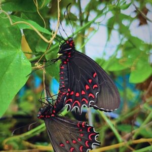 grand parides