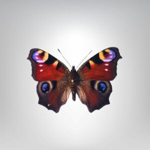 Aglais io naturalisé