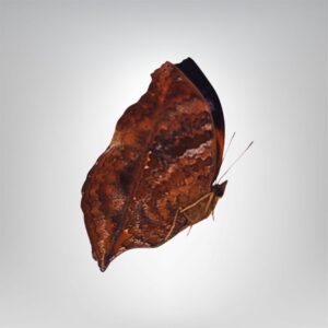 Salamis anteva naturalisé