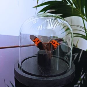 Heliconius cydno naturalisé sous cloche